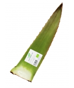 ALOES ŚWIEŻY BIO (około 0,50 kg)