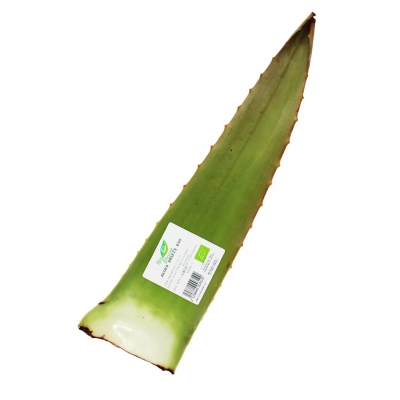 ALOES ŚWIEŻY BIO (około 0,50 kg)